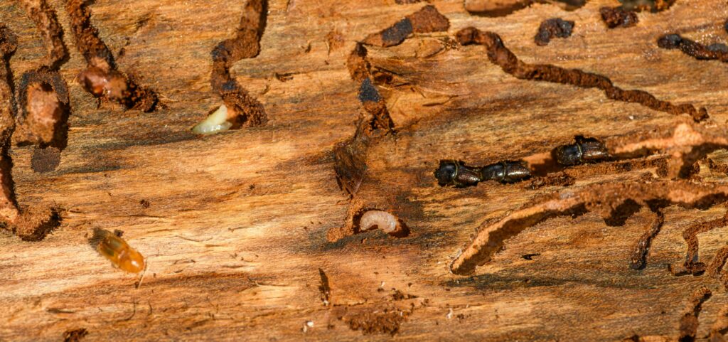 Image showing a slice of wood with bore holes of termites. Some termites are still inside of the wood. FTIR aids wood preservation thus preventing this to happen. 